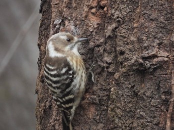 Japanese Pygmy Woodpecker Higashitakane Forest park Mon, 2/19/2024