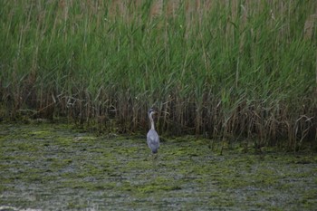 Grey Heron Yatsu-higata Sat, 6/1/2024