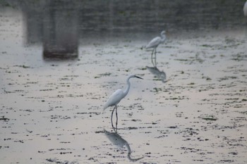 Great Egret(modesta)  Yatsu-higata Sat, 6/1/2024