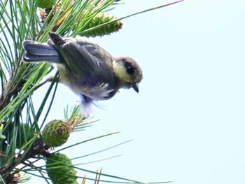 Varied Tit Kyoto Gyoen Sat, 6/1/2024