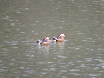 Mandarin Duck 京都市宝ヶ池公園 Thu, 1/3/2019