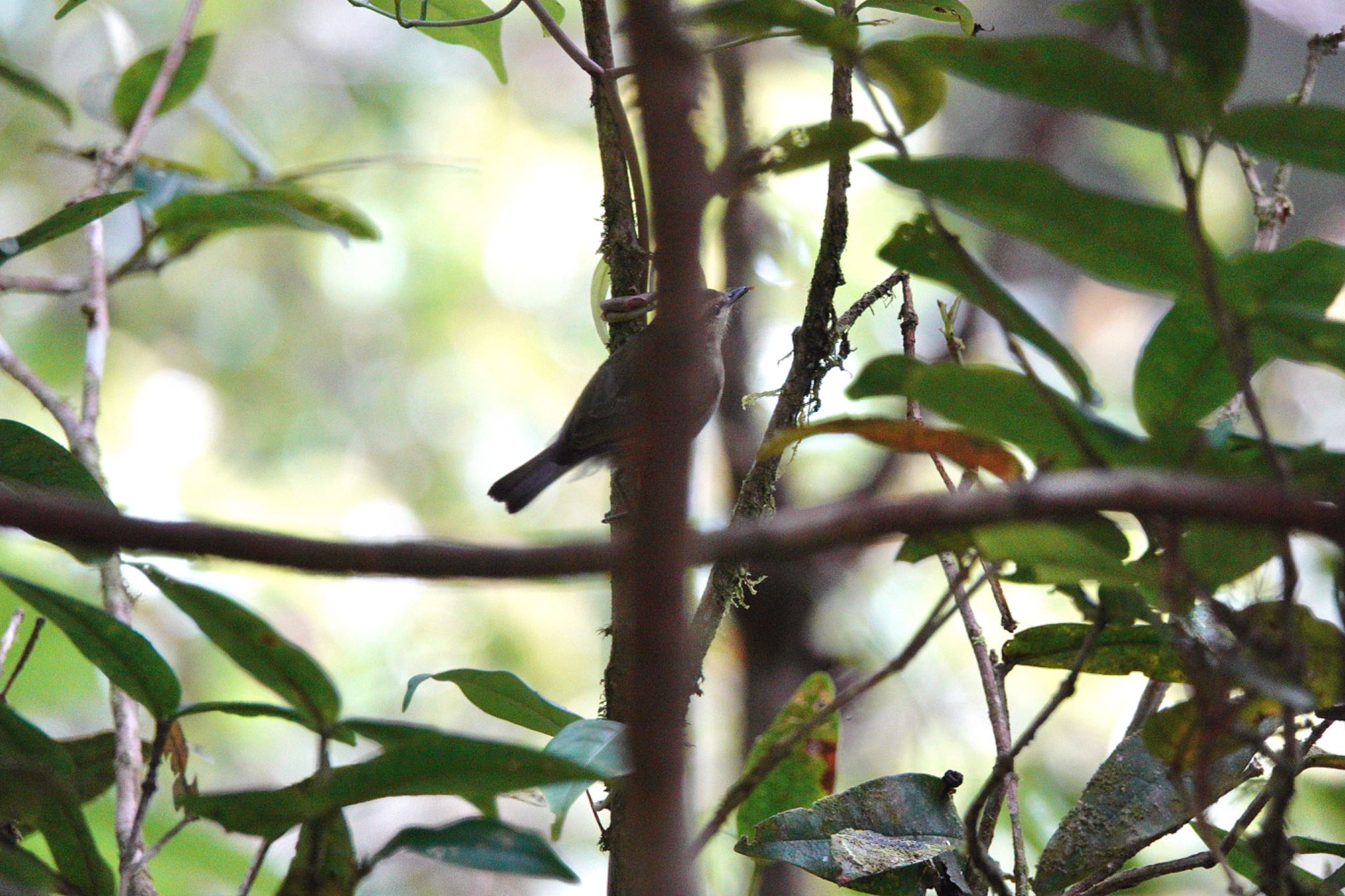 Photo of Mountain Leaf Warbler at Kinabaru park by のどか