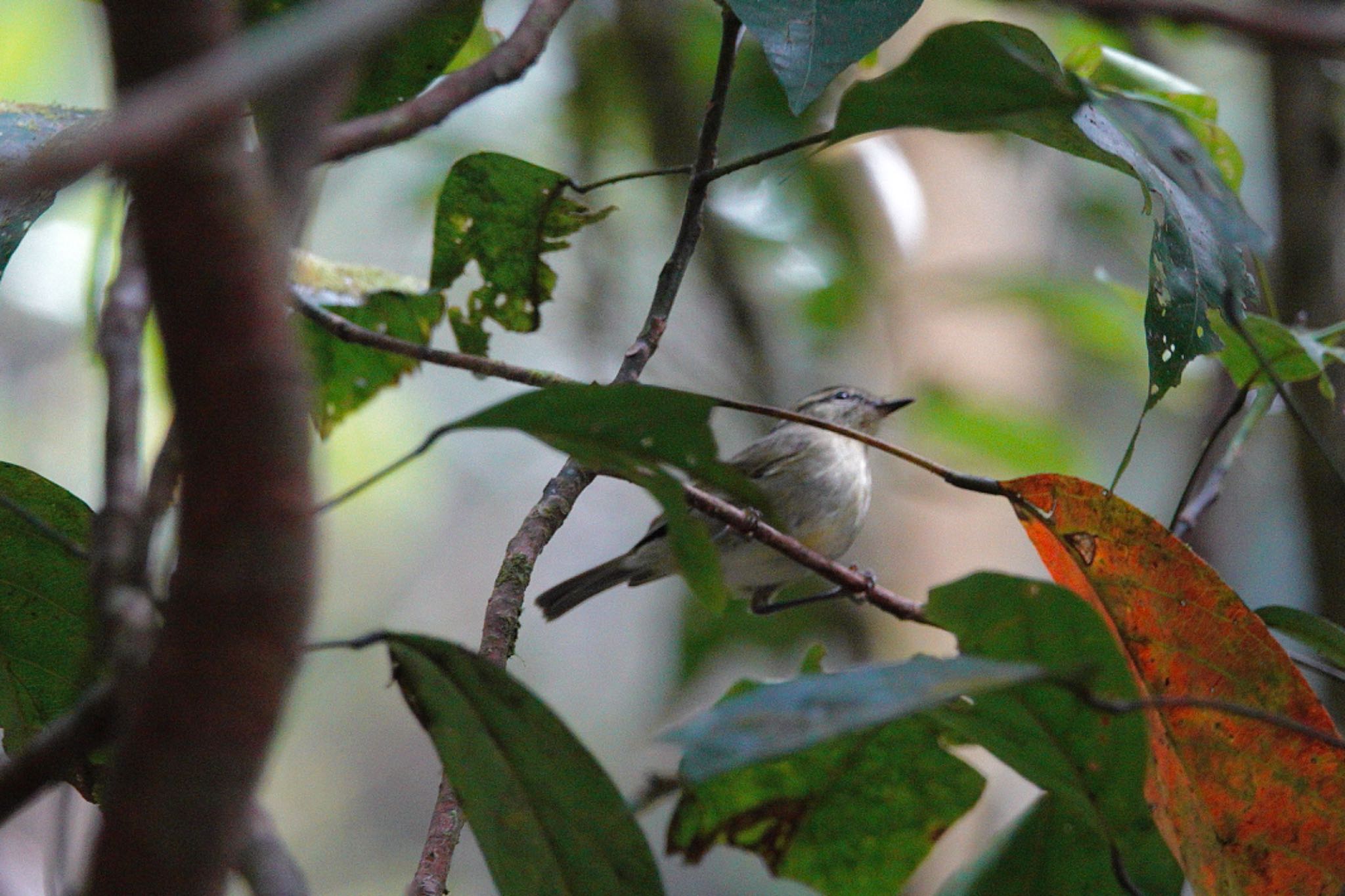 Mountain Leaf Warbler