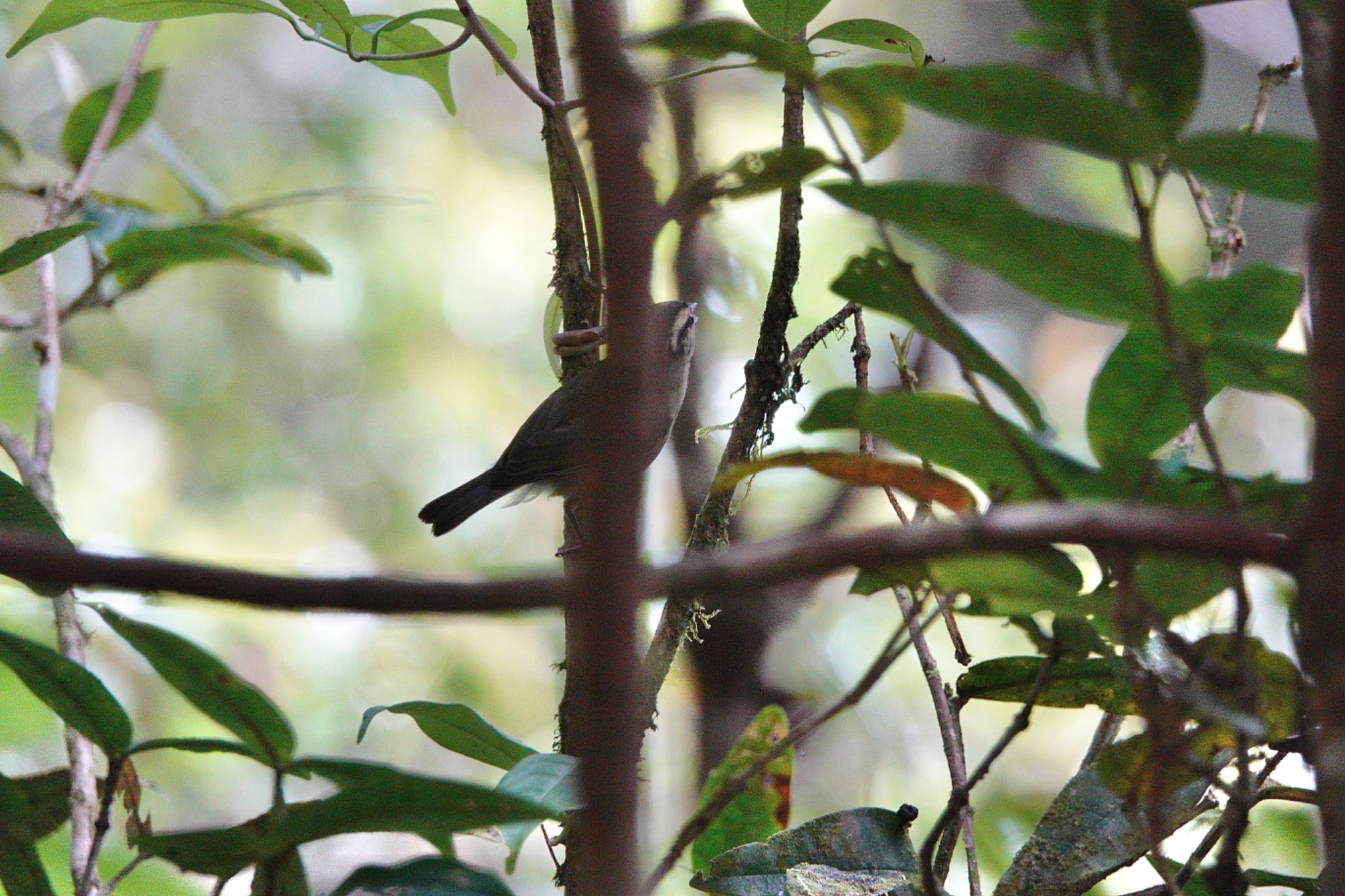 Mountain Leaf Warbler