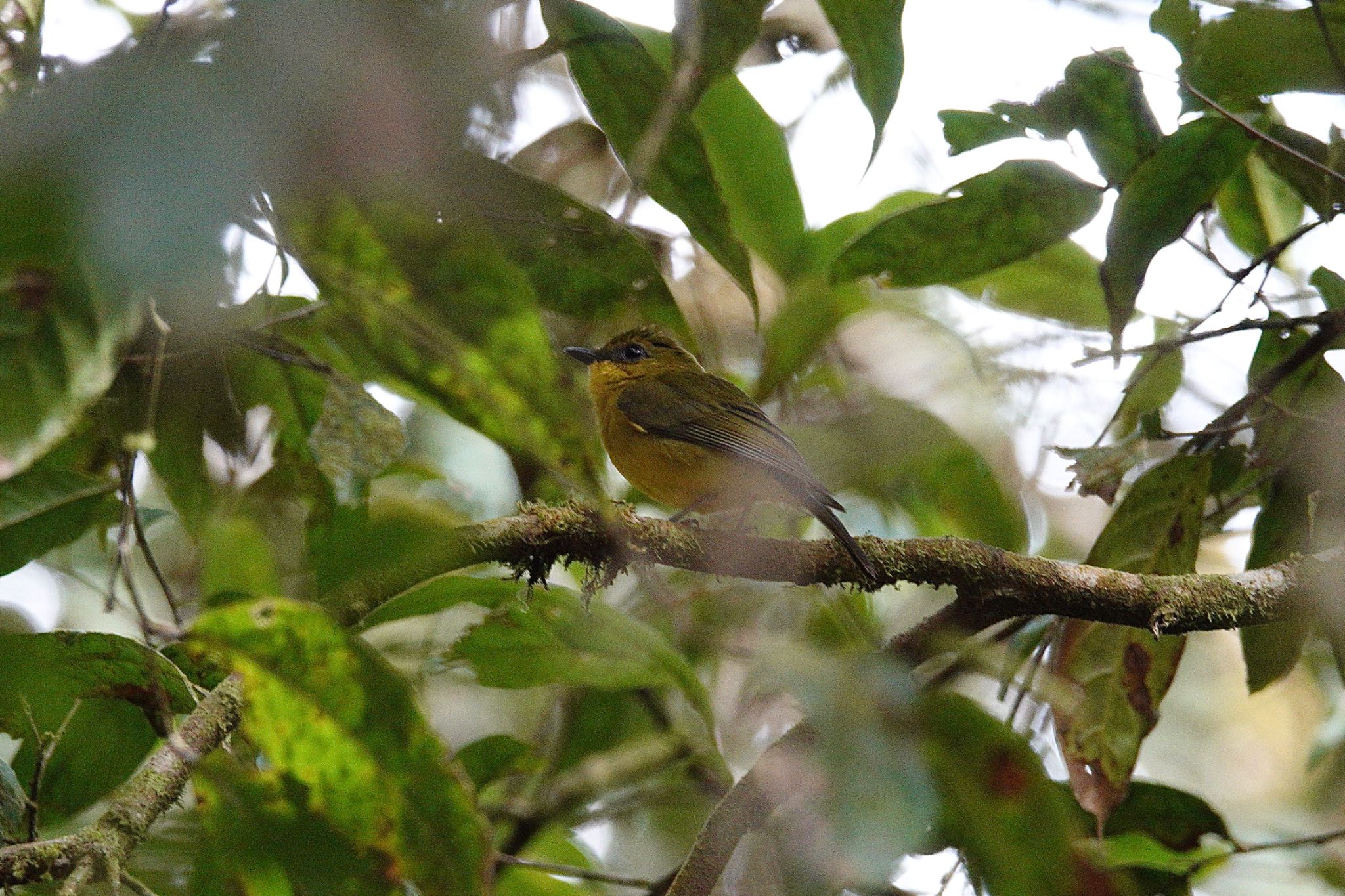 Bornean Whistler