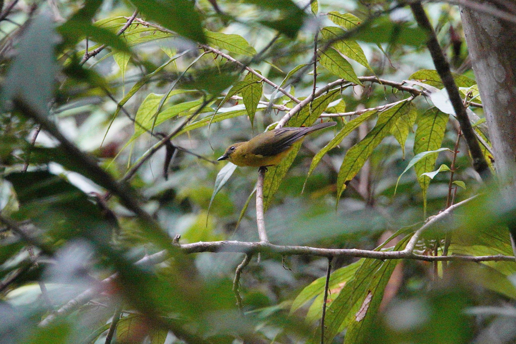 Bornean Whistler