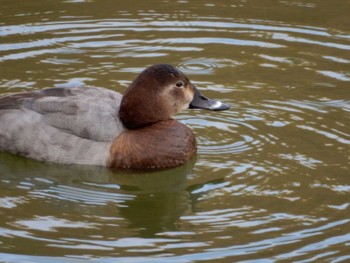 Common Pochard 京都市宝ヶ池公園 Thu, 1/3/2019