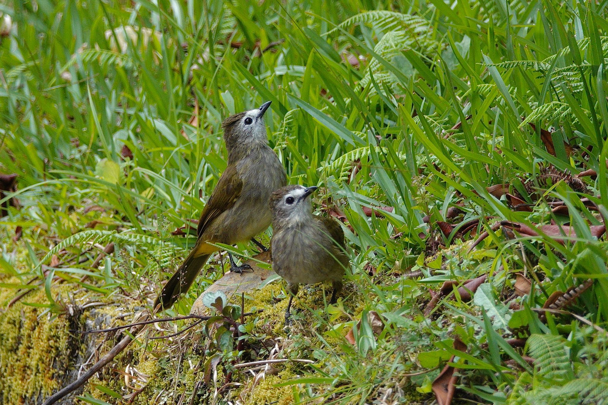 Pale-faced Bulbul