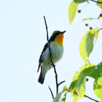 キビタキ 西岡公園(西岡水源地) 2024年6月3日(月)