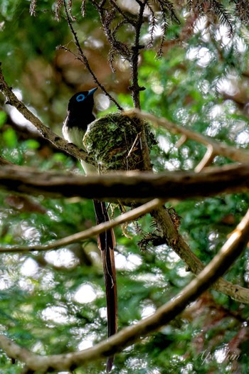 2024年6月2日(日) 横浜市の野鳥観察記録