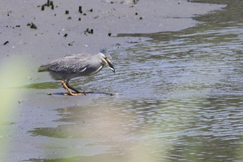 Striated Heron Tokyo Port Wild Bird Park Sat, 5/18/2024