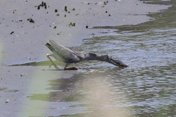 Striated Heron Tokyo Port Wild Bird Park Sat, 5/18/2024