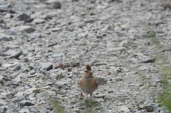 Eurasian Skylark 北海道函館市石倉町 Sun, 5/26/2024