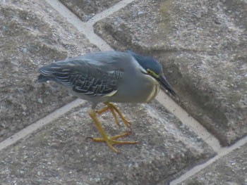 Striated Heron 目久尻川 Sat, 6/1/2024