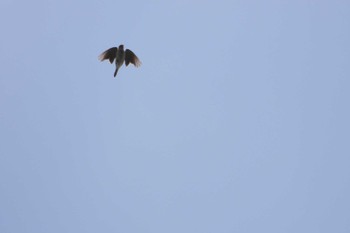 Eurasian Skylark 北海道函館市石倉町 Sun, 5/26/2024