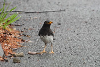 Japanese Thrush 北海道久遠郡せたな町北檜山区愛知 Thu, 5/30/2024