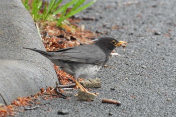 Japanese Thrush 北海道久遠郡せたな町北檜山区愛知 Thu, 5/30/2024