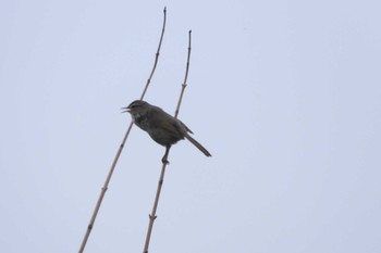 Japanese Bush Warbler 北海道檜山郡上ノ国町原歌 Tue, 5/28/2024