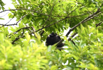 2024年6月2日(日) 東京都調布市の野鳥観察記録