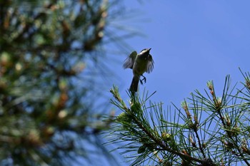 2024年6月1日(土) 京都御苑の野鳥観察記録