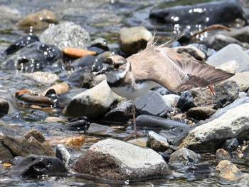 Long-billed Plover 鴨川 Sat, 6/1/2024