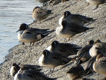 2019年1月13日(日) 相模原沈殿池の野鳥観察記録