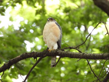 Japanese Sparrowhawk 東京都 Mon, 6/3/2024