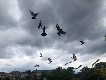 Rock Dove Oikeshinsui Park Sun, 6/2/2024