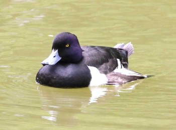 キンクロハジロ 月寒公園 2024年6月3日(月)