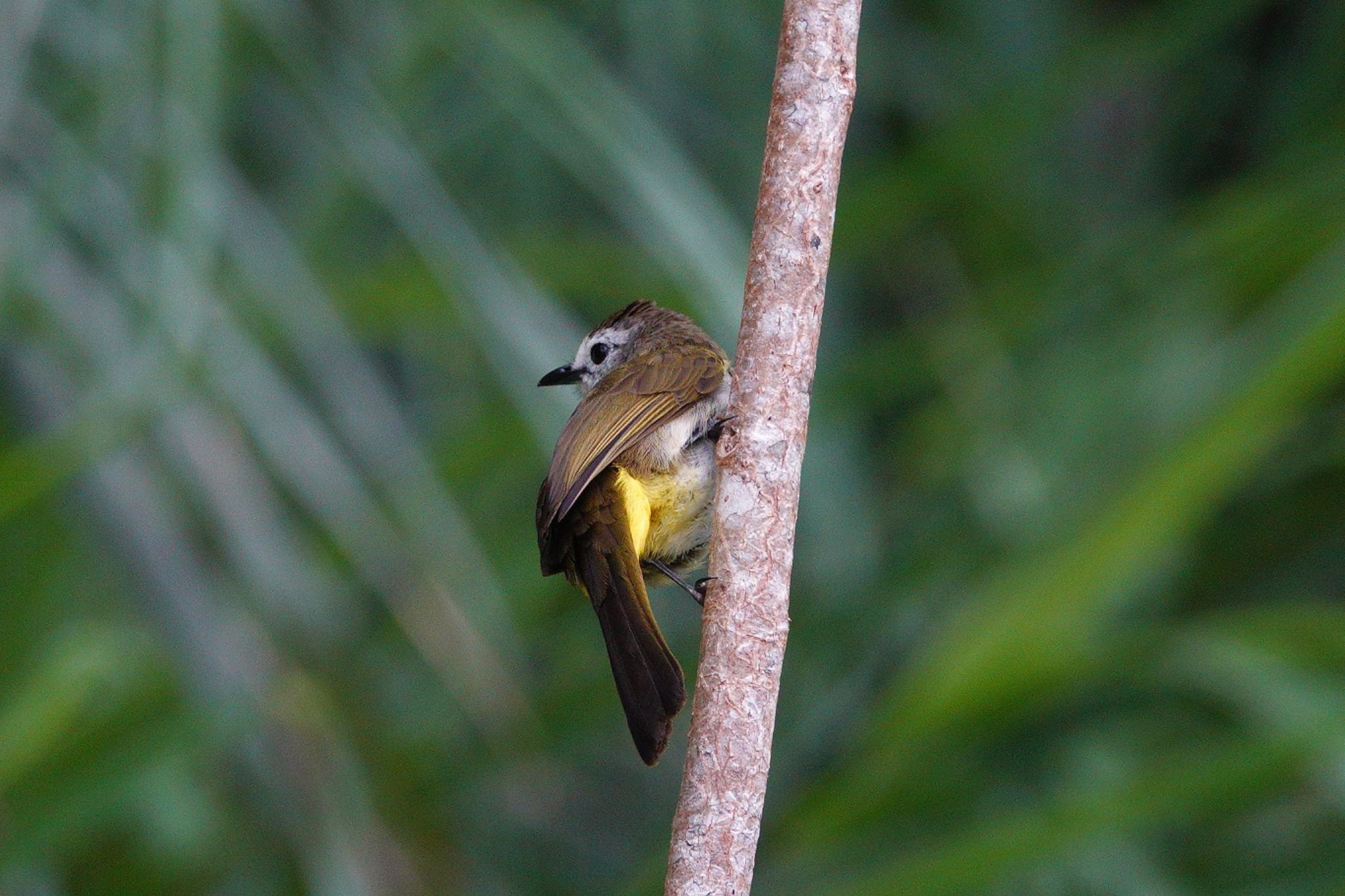 Pale-faced Bulbul