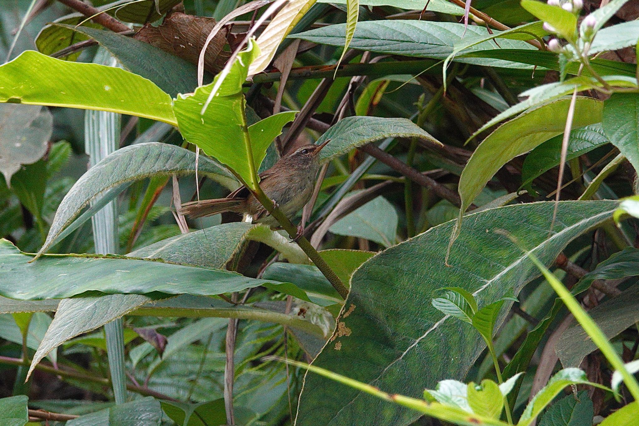 Aberrant Bush Warbler