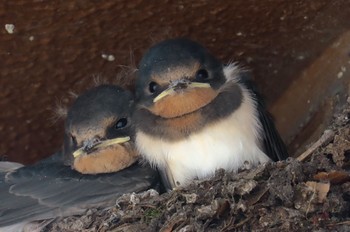 2024年6月2日(日) 都内の野鳥観察記録