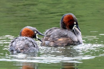 Mon, 6/3/2024 Birding report at 巴湖公園(愛知県 新城市)