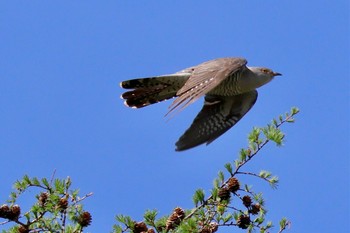 2024年5月25日(土) 戦場ヶ原の野鳥観察記録