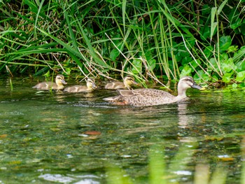 Eastern Spot-billed Duck 江津湖 Sun, 6/2/2024