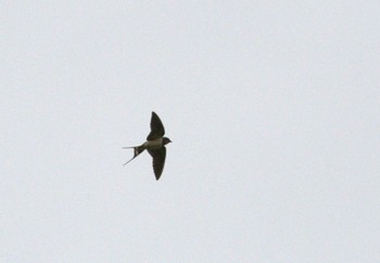 2024年6月3日(月) 東京都調布市の野鳥観察記録