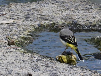 Grey Wagtail 鴨川 Sat, 5/25/2024