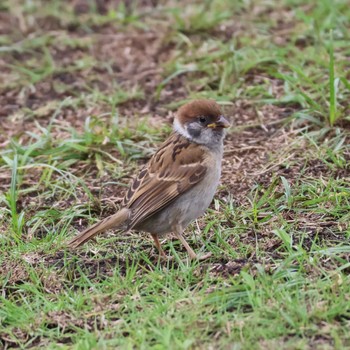 2024年6月3日(月) 都内の野鳥観察記録