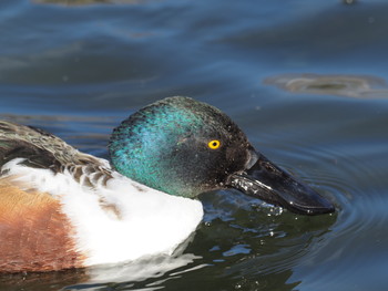 ハシビロガモ 昆陽池公園 2019年1月13日(日)