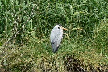 2024年6月2日(日) 都立浮間公園の野鳥観察記録