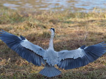 アオサギ 昆陽池公園 2019年1月13日(日)