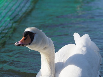 Mute Swan Koyaike Park Sun, 1/13/2019