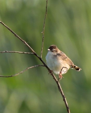 Zitting Cisticola 大久保農耕地 Thu, 5/30/2024