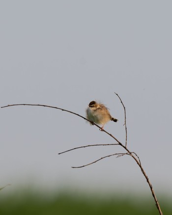 Zitting Cisticola 大久保農耕地 Thu, 5/30/2024