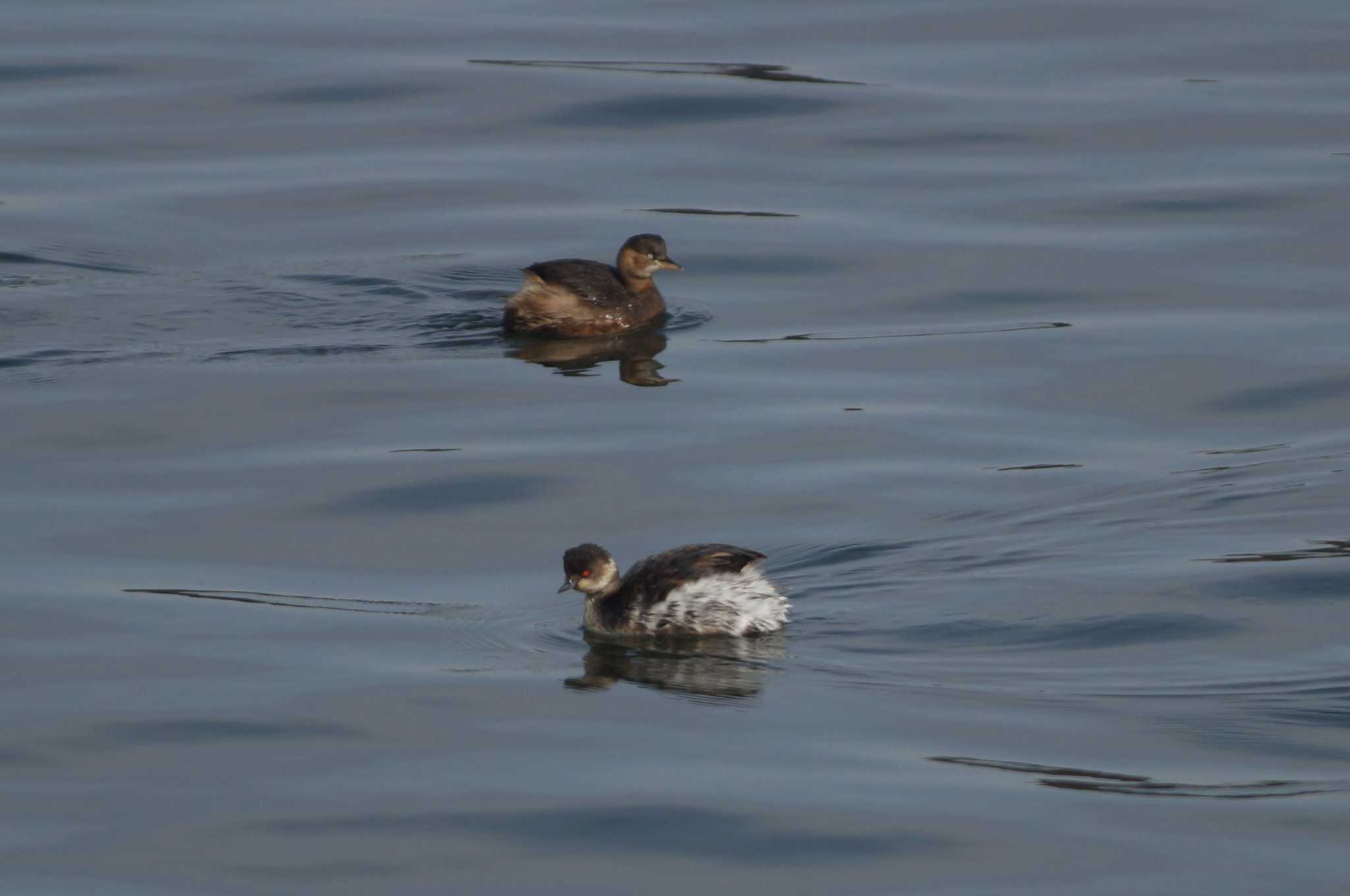 Black-necked Grebe