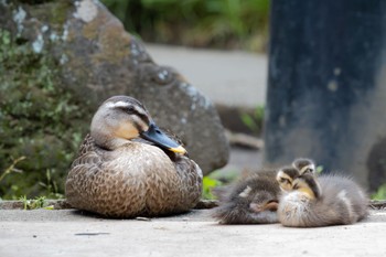 Eastern Spot-billed Duck さいたま市 Mon, 6/3/2024