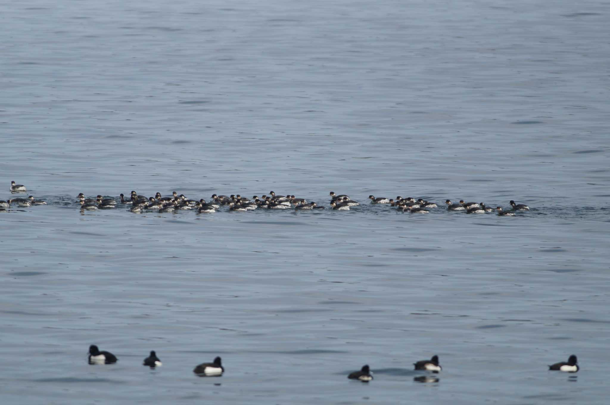 Black-necked Grebe