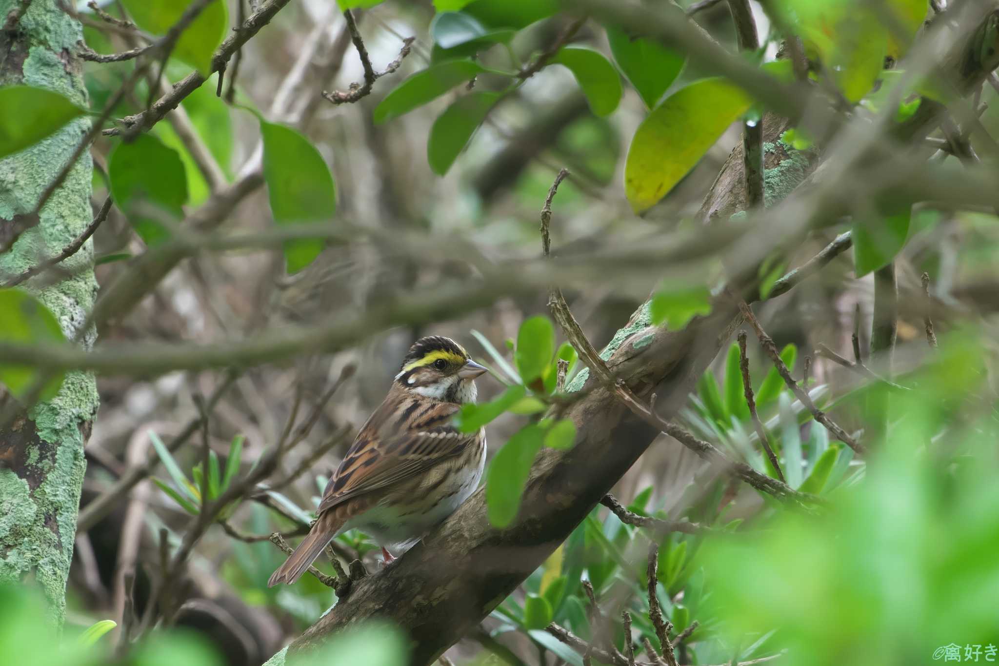 Yellow-browed Bunting