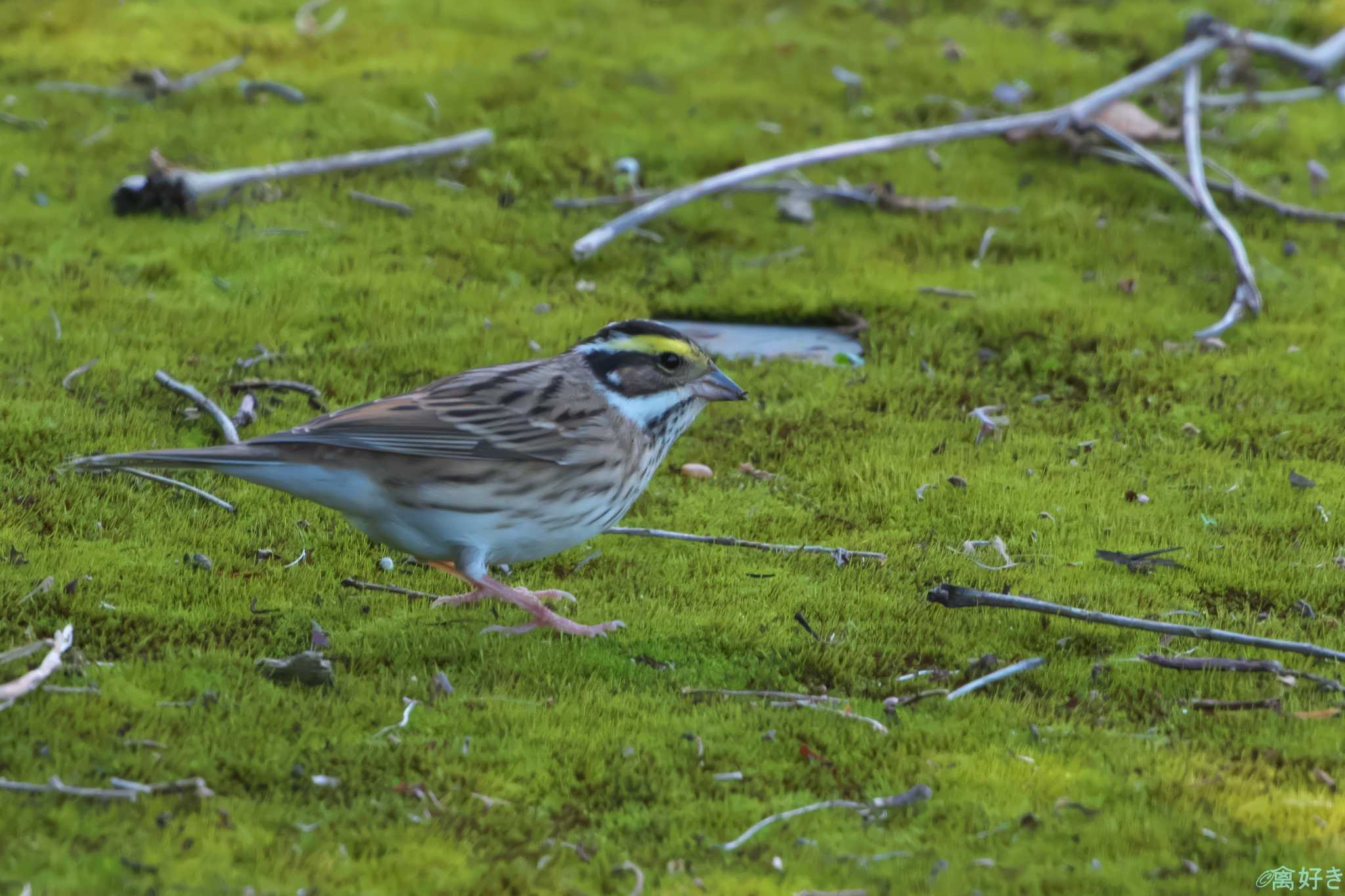 Yellow-browed Bunting