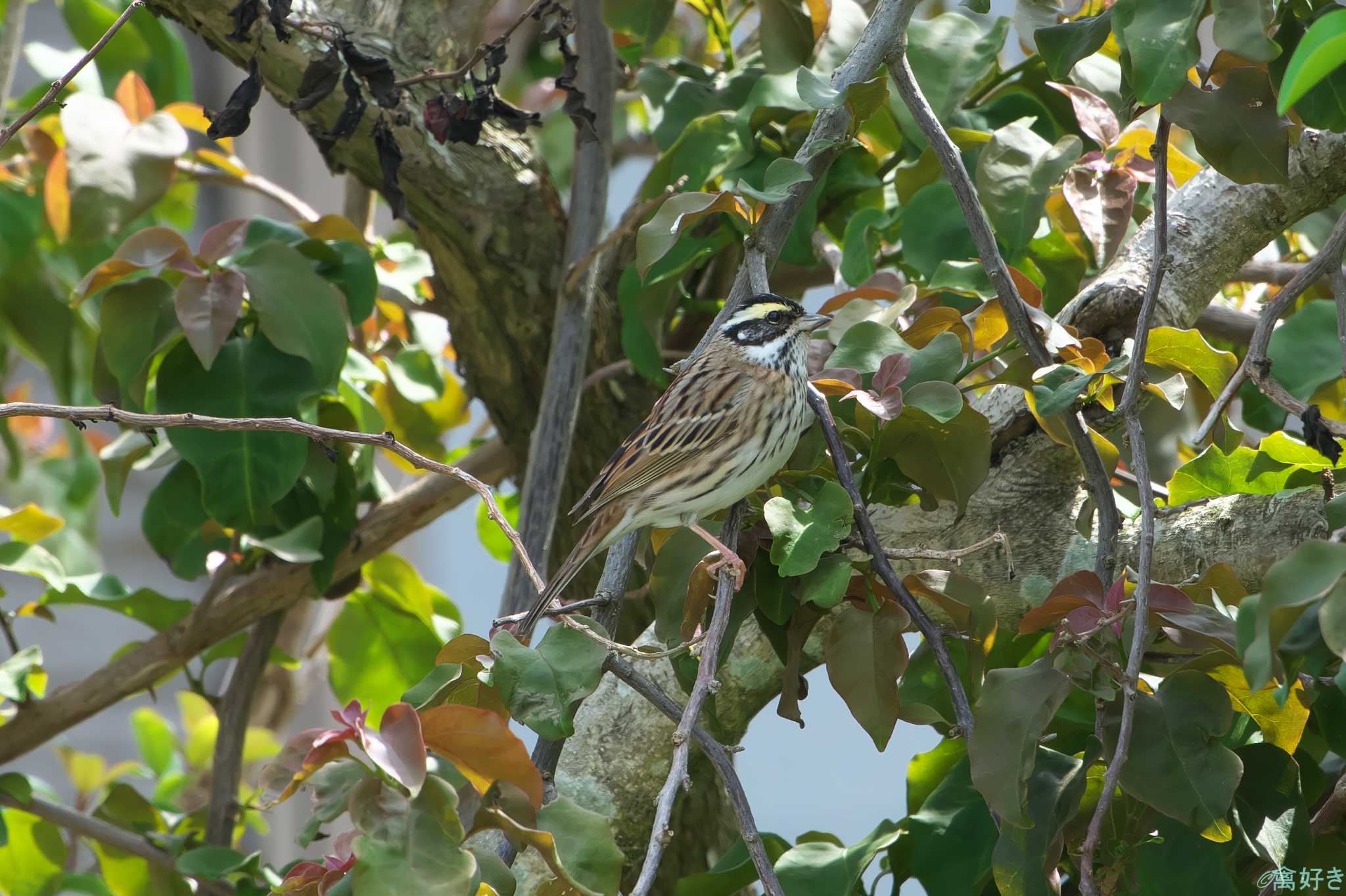 Yellow-browed Bunting